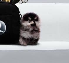 용맹한 아기드릴 김연탄.... 🐶 | 인스티즈