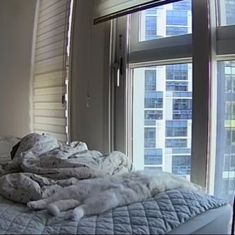 이거 내 탐라에 들어온 주인이 홈캠으로 본 애옹인데 윤기 먼가 집에서 이러고 있을거같음 | 인스티즈