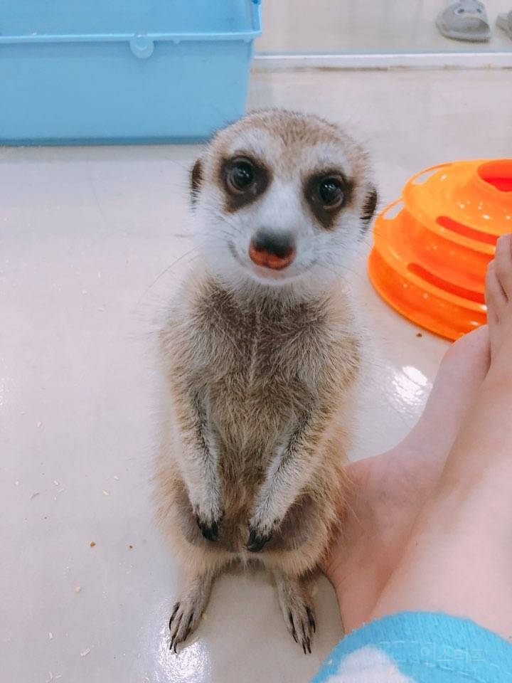 커여운 미어캣 | 인스티즈