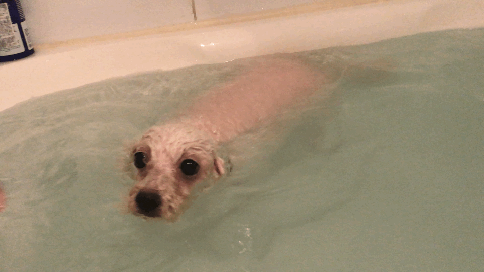 강아지가 물에빠지면 어쩌고... | 인스티즈