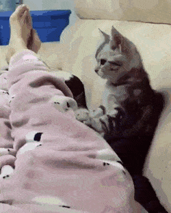 집사에게 안마해주는 고냥이.gif | 인스티즈