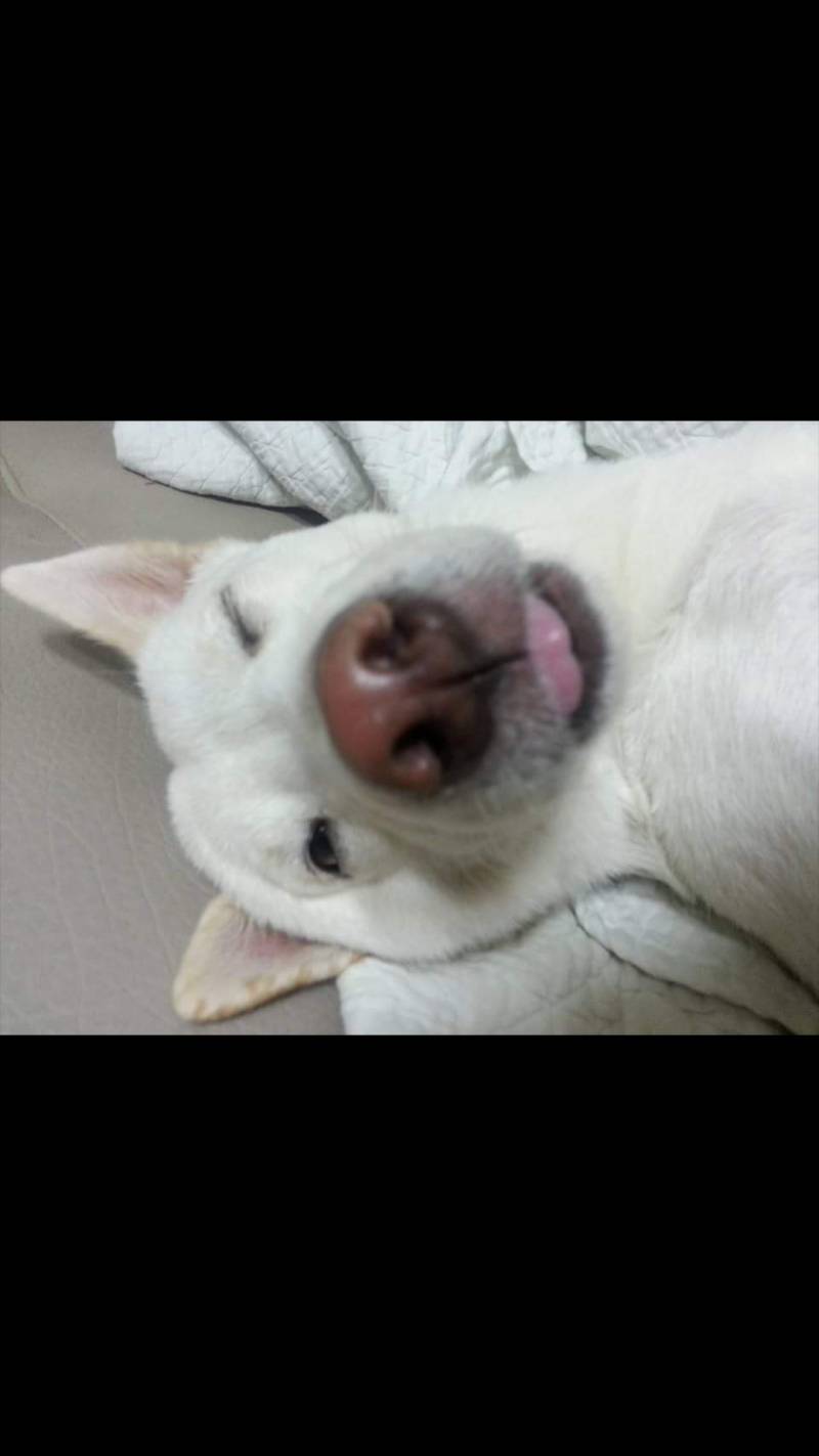 우리집강아지 귀여운거봐주라 | 인스티즈