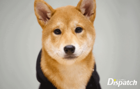 곽아론 반려견들 보구가 노순이💖 | 인스티즈