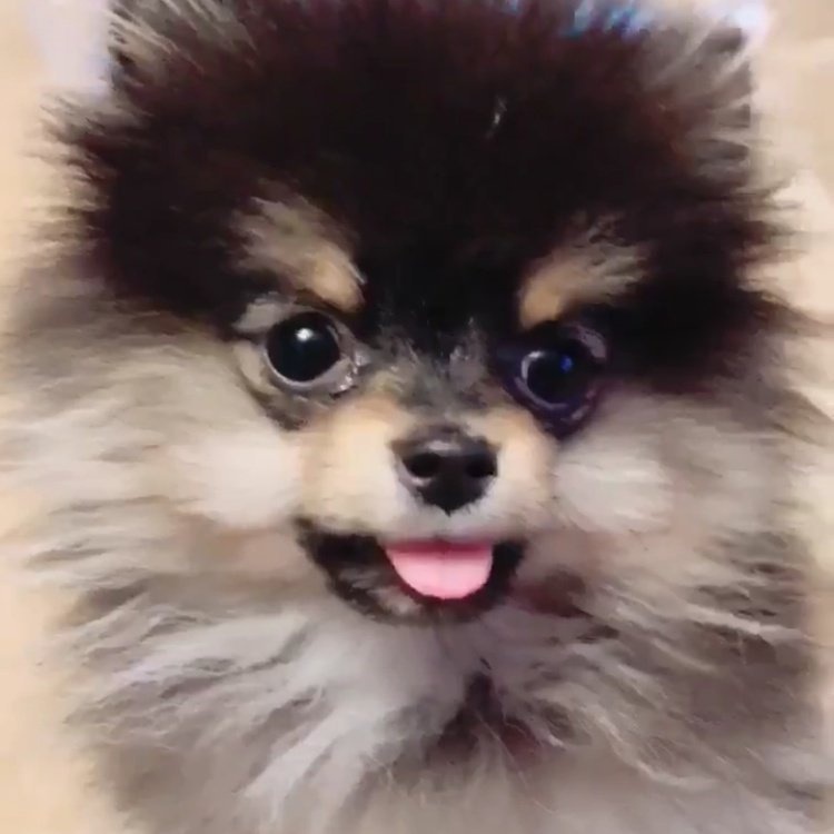 방탄 보고싶다 ㅠㅠㅠ진짜 나탄 울고있어 | 인스티즈