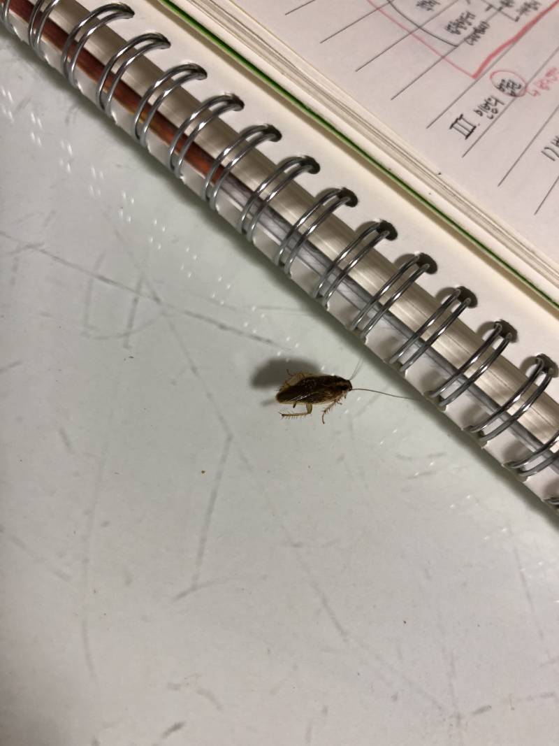 이거 바퀴벌레임? (ㅎㅇㅈㅇ) | 인스티즈