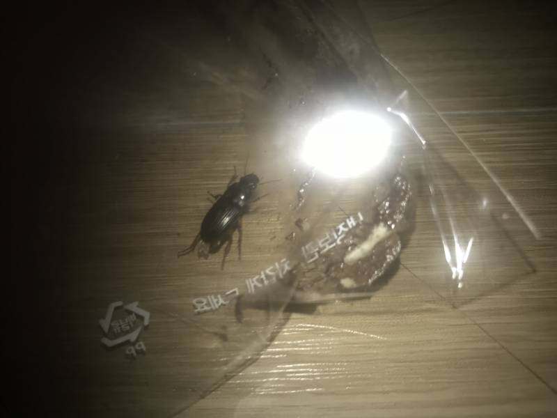 벌레 잘 아는 사람 들어와줘 사진 주의!! | 인스티즈