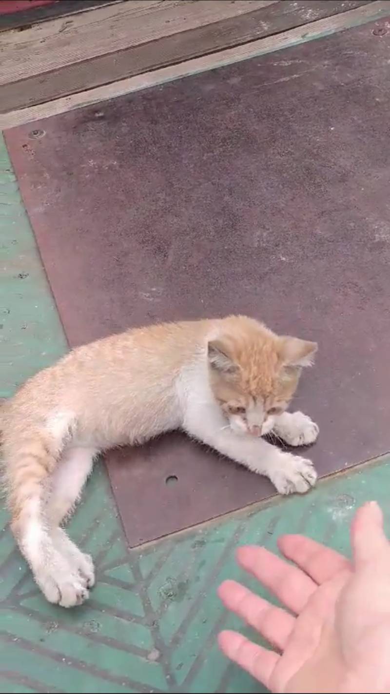 고양이 키우는 익들 도와조ㅠㅠㅠㅠㅠㅠ | 인스티즈