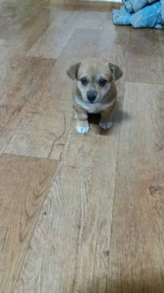 우리집에 댕댕이가 왔어 어디서왔을까악 | 인스티즈