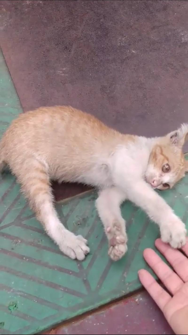 고양이 키우는 익들 도와조ㅠㅠㅠㅠㅠㅠ | 인스티즈