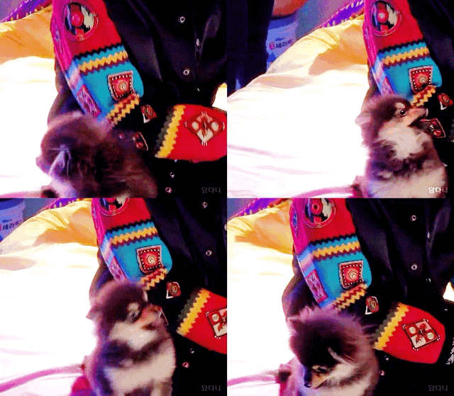 아 흐엉단 못기다리겠다 이거만 올리고 자러가야지 우리 죡규미 연탄이 해삐벓떼💜 | 인스티즈