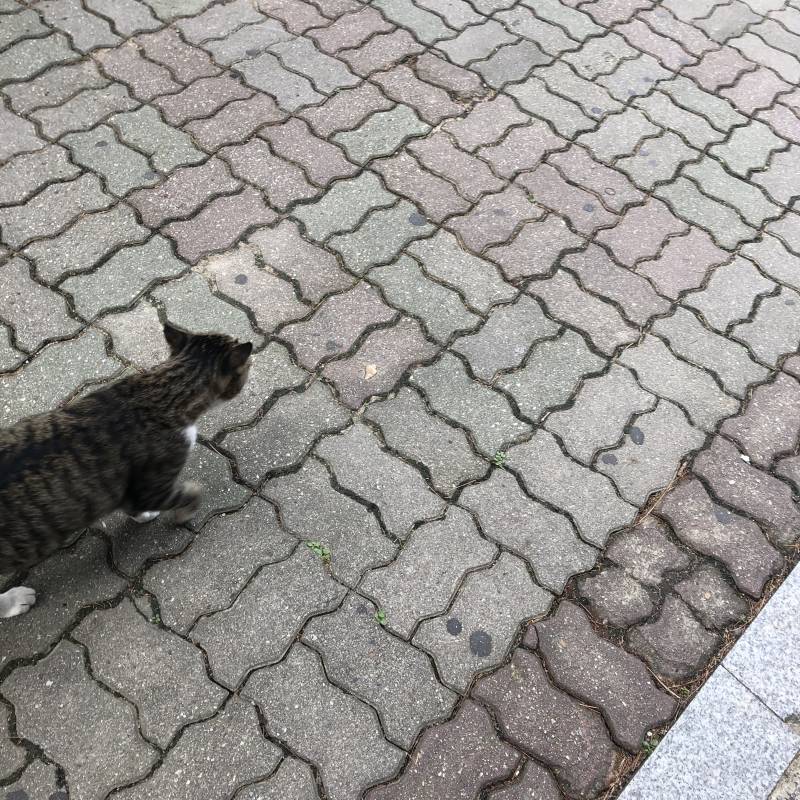 야옹아 어디가? | 인스티즈