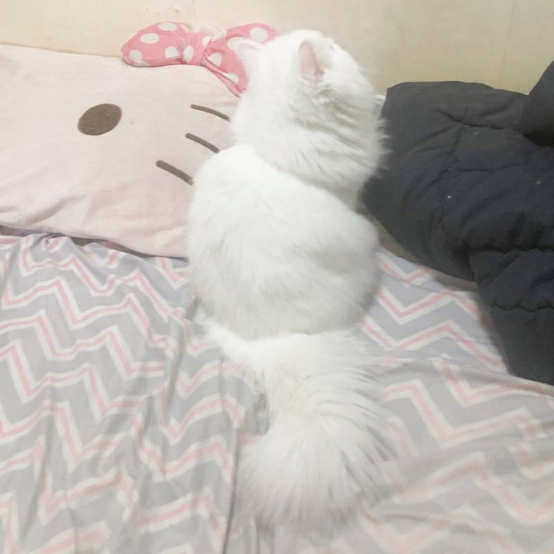 고양이 뒷태 이거 정상이야???? | 인스티즈