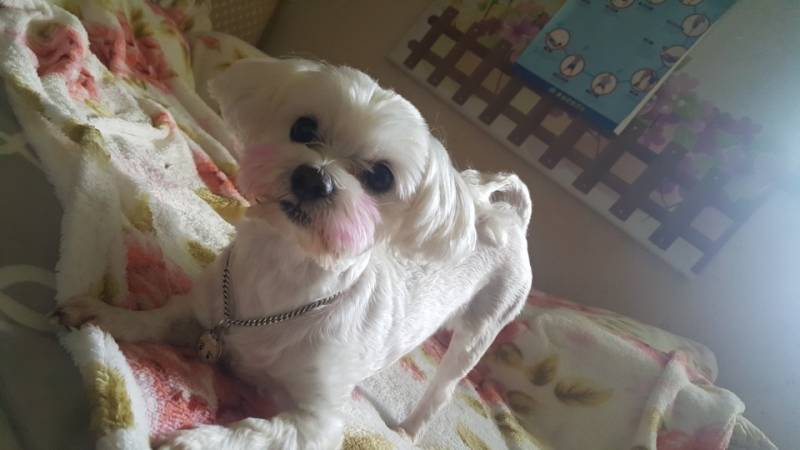 익인들아 ! 나 우리집 멍뭉이 세계적으로 자랑하고 싶어서 | 인스티즈