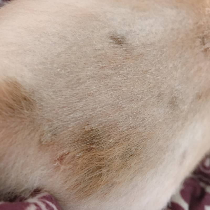 강아지 키우는̆̈ 익들아... 우리 강아지 피부에 검은색 반점이 생기는데̊̈ ㅠㅠ40 | 인스티즈