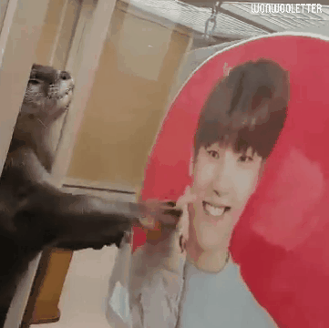 세븐틴 막내가 빼박 수달인 결정적인 증거 | 인스티즈