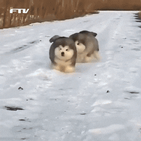 얘더라 강아쥐말이야 순종이 더 안좋다고했으니까 | 인스티즈