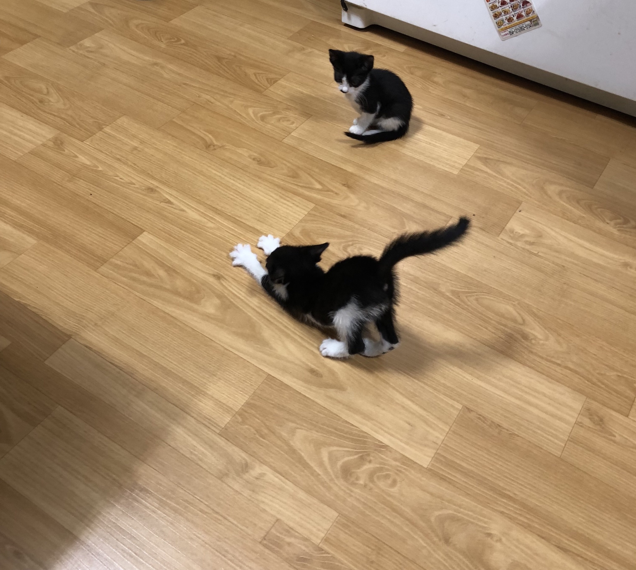 예전에 다니던 사무실 이틀봐주러왔는뎅 고양이 ㅠ | 인스티즈