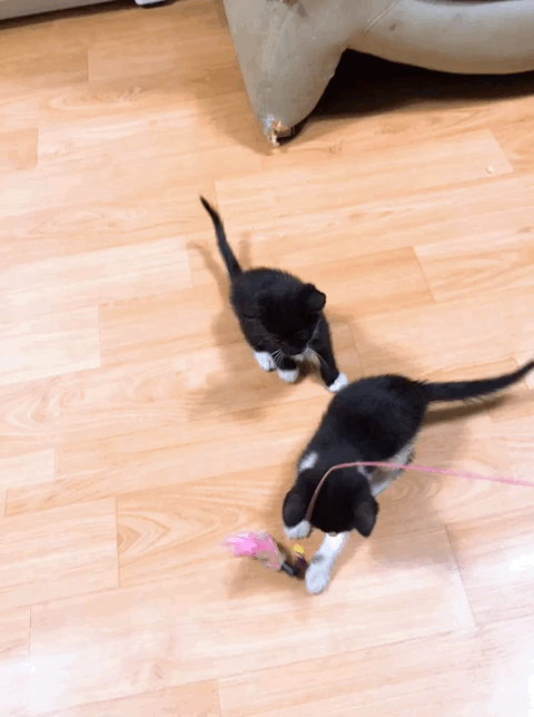 예전에 다니던 사무실 이틀봐주러왔는뎅 고양이 ㅠ | 인스티즈