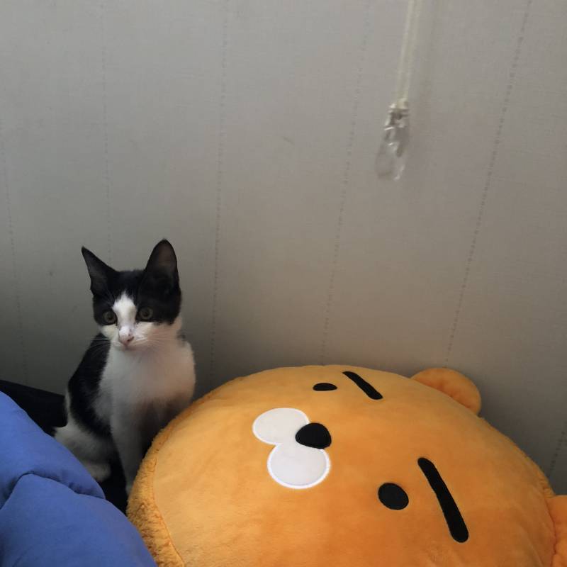 고양이 이름 추천해죠 🐱❤️❤️ | 인스티즈