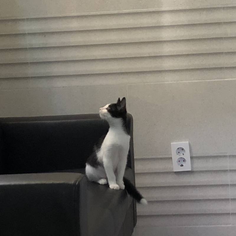 고양이 이름 추천해죠 🐱❤️❤️ | 인스티즈