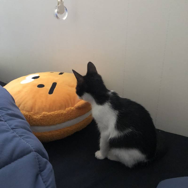 고양이 이름 추천해죠 🐱❤️❤️ | 인스티즈