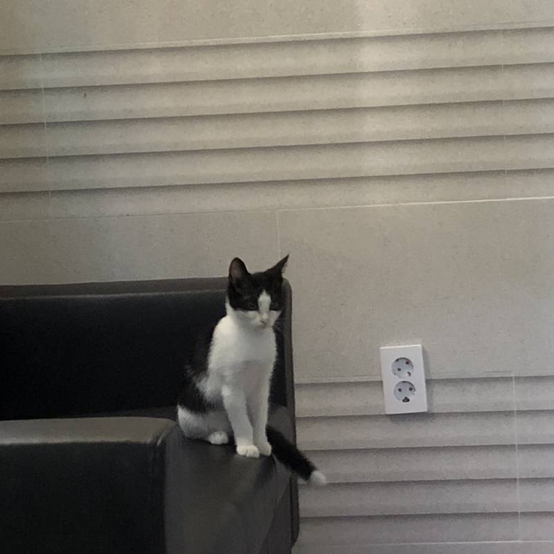 고양이 이름 추천해죠 🐱❤️❤️ | 인스티즈