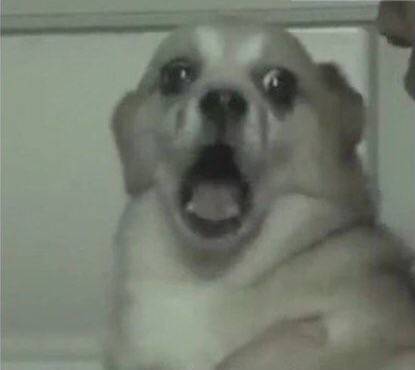 아 이 강아지 짤 진짜 웃겨 ㅋㅋㅋㅋ | 인스티즈