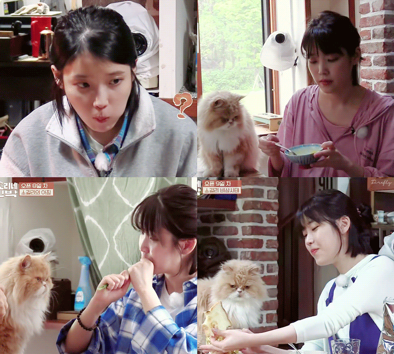 힐링되는 아이유x반려견, 반려묘 짤들.jpg | 인스티즈