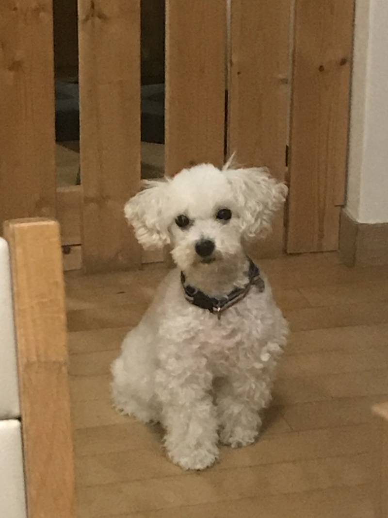 맛 없는 개 사료 없나 | 인스티즈