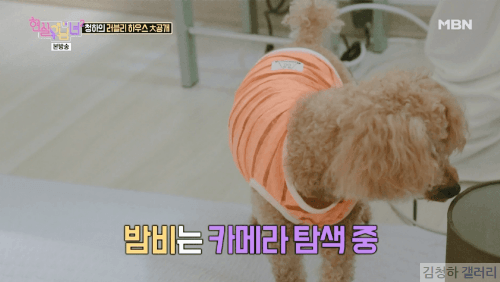 청하 🐶무시당함 | 인스티즈