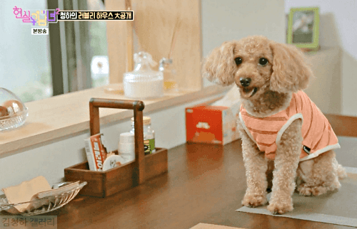 청하 🐶무시당함 | 인스티즈