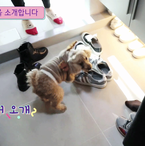 청하 🐶무시당함 | 인스티즈