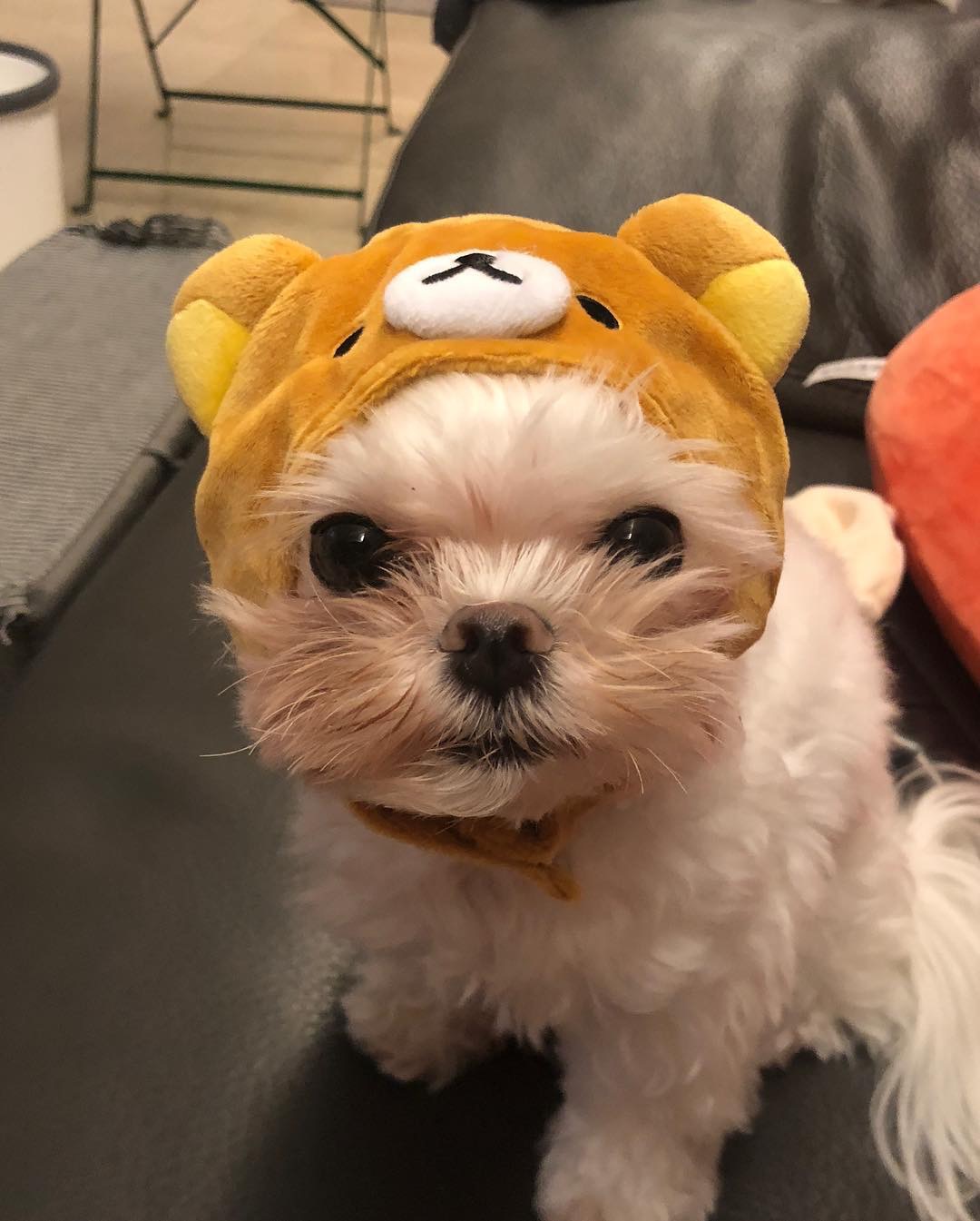 배수지 강아지 진짜 귀엽다 | 인스티즈