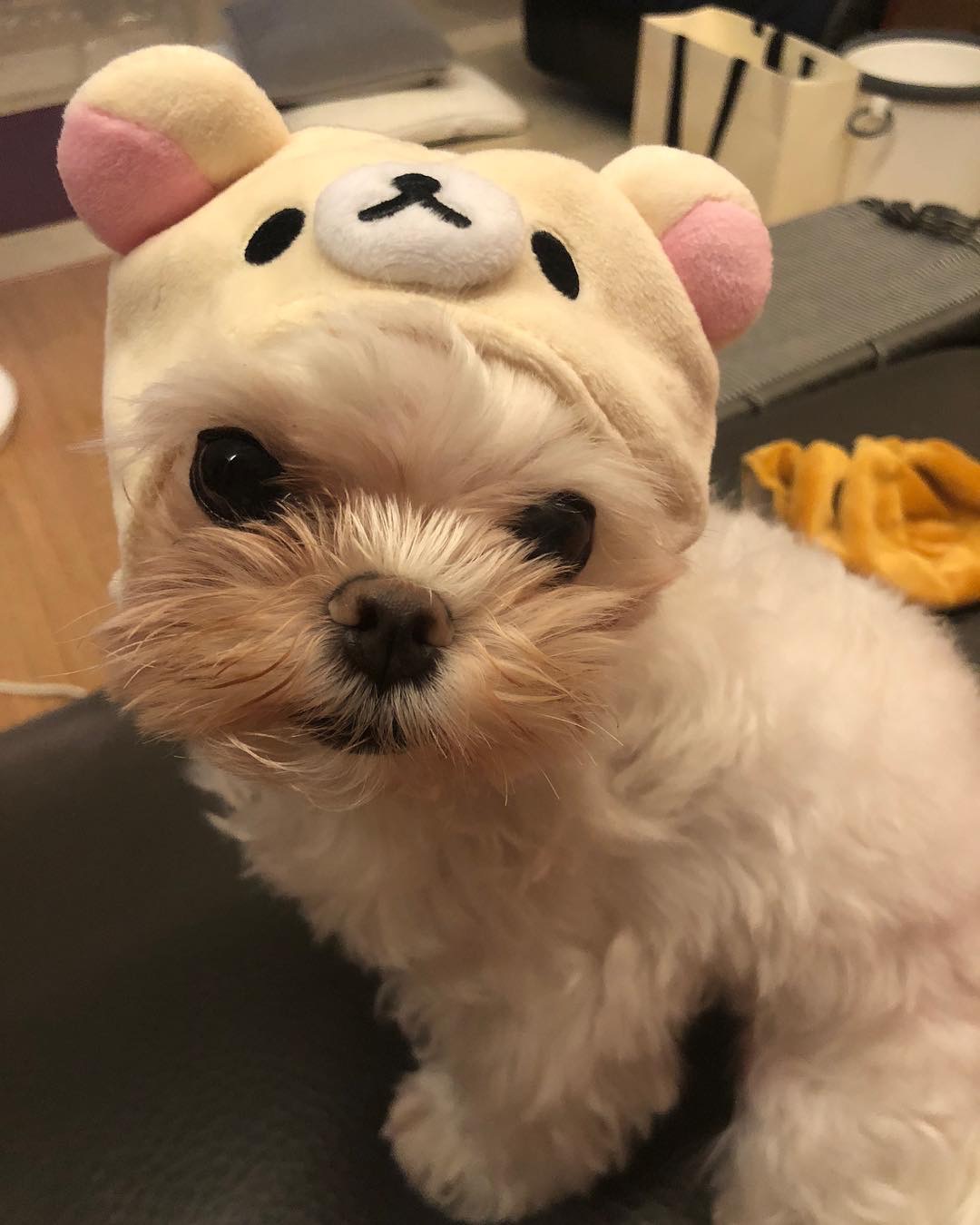 배수지 강아지 진짜 귀엽다 | 인스티즈