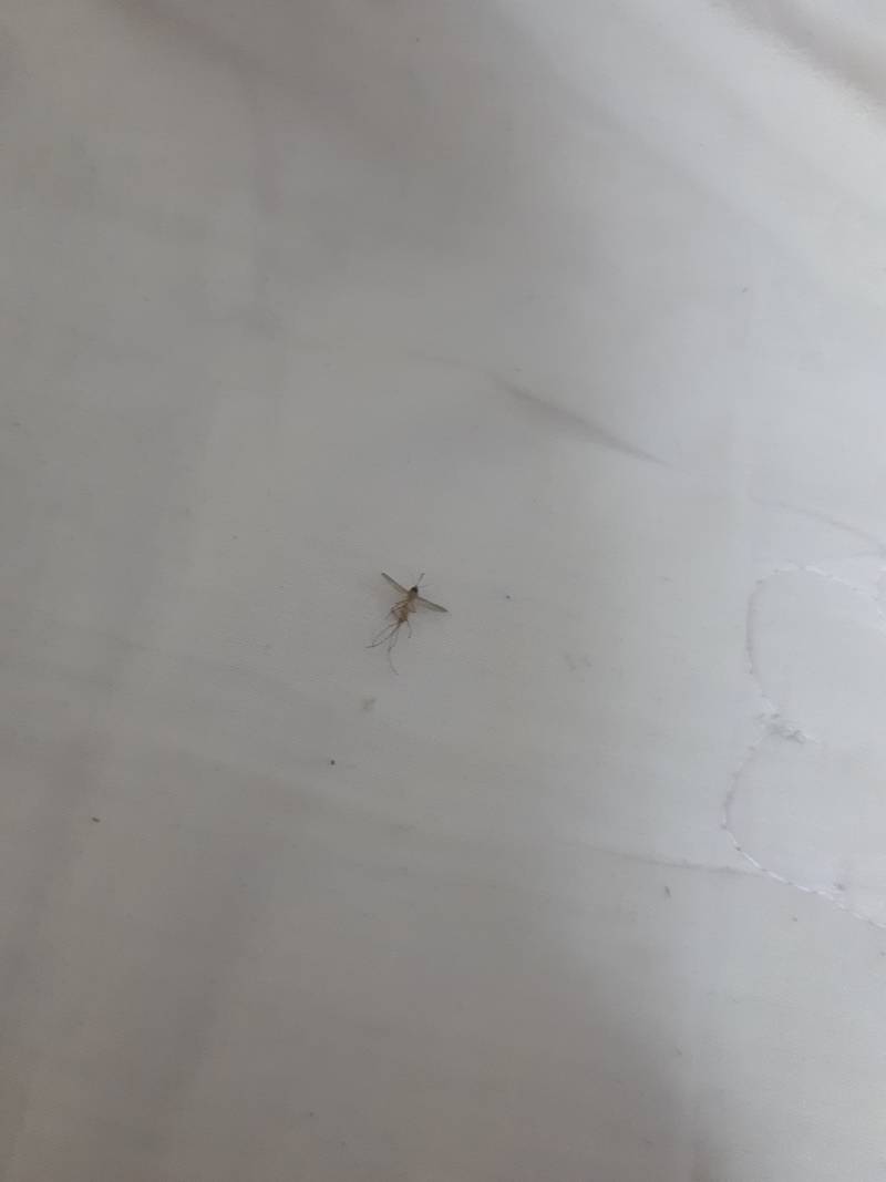 모기 너가 왜 여기있어...? | 인스티즈