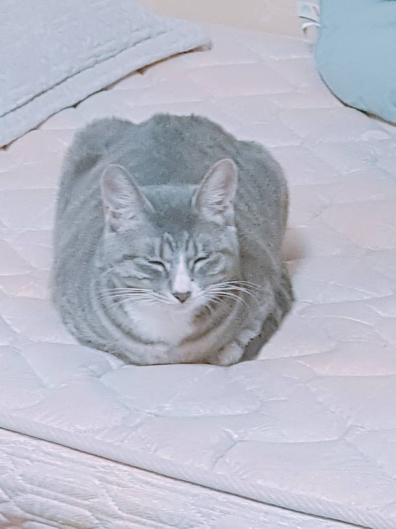 가끔 야옹이 잘때 포로로로 소리내는 거 너무 귀여워 | 인스티즈