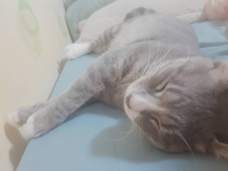 가끔 야옹이 잘때 포로로로 소리내는 거 너무 귀여워 | 인스티즈