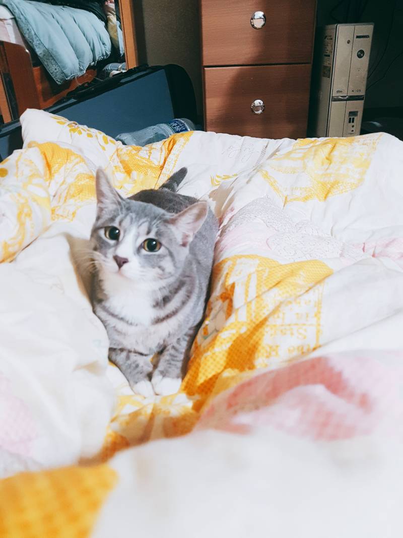 가끔 야옹이 잘때 포로로로 소리내는 거 너무 귀여워 | 인스티즈