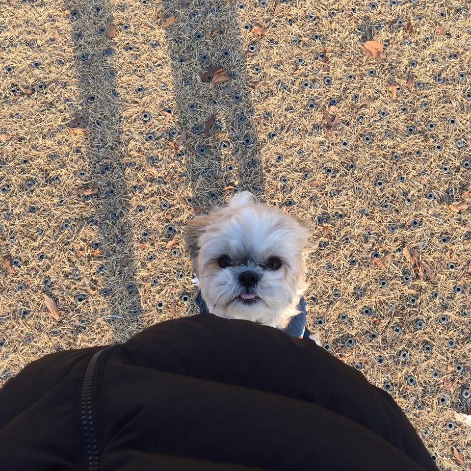 이거 연예인 강아지야??? 누구 강쥔지 아는사람 | 인스티즈