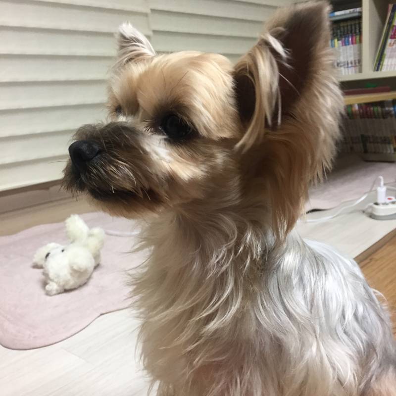 아는 이모 집 갱쥔데 너무 예쁘지 봐줘 | 인스티즈