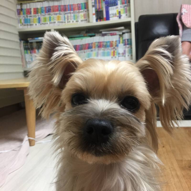 아는 이모 집 갱쥔데 너무 예쁘지 봐줘 | 인스티즈