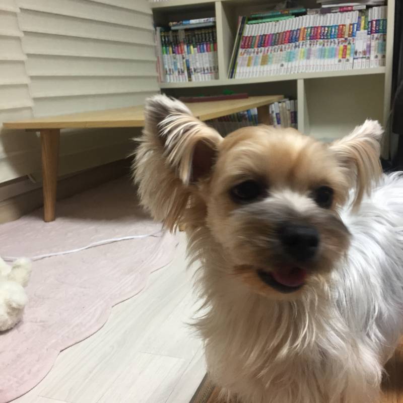 아는 이모 집 갱쥔데 너무 예쁘지 봐줘 | 인스티즈