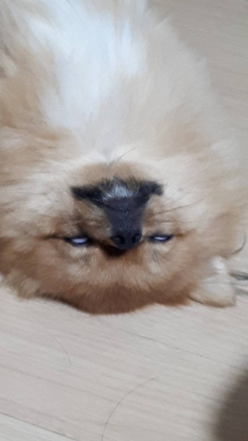 ㅋㅋㅋㅋㅋㅋㅋㅋㅋㅋㅋㄱㅋㅋㅋㅋㅋㄱ우리집개ㅋㅋㅋㅋㅋㅋㅋㅋㅋㅋㄱㅋㅋㅋㅋ | 인스티즈