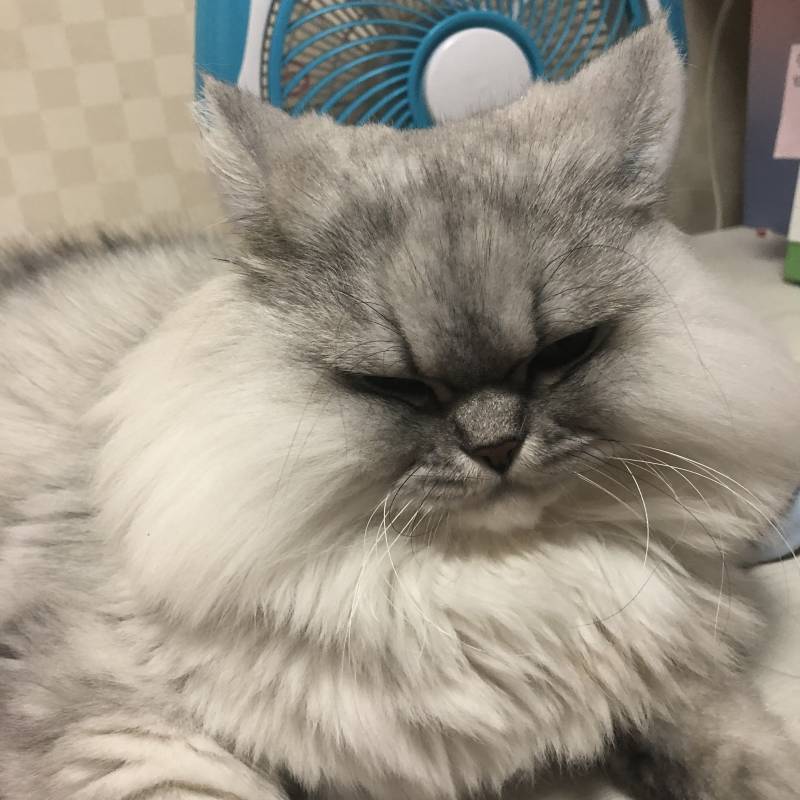 난 우리집에서 서열 4위야 40 | 인스티즈