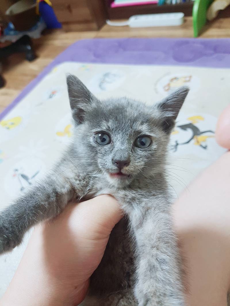 우리집 고양이 아기때 볼 사람 !! | 인스티즈