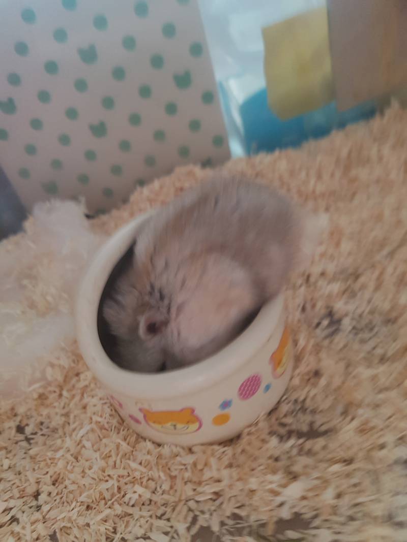 웃기네 밥먹는데 엉덩이 만지니까 먹던거 멈추고 쳐다봄(햄스터) | 인스티즈