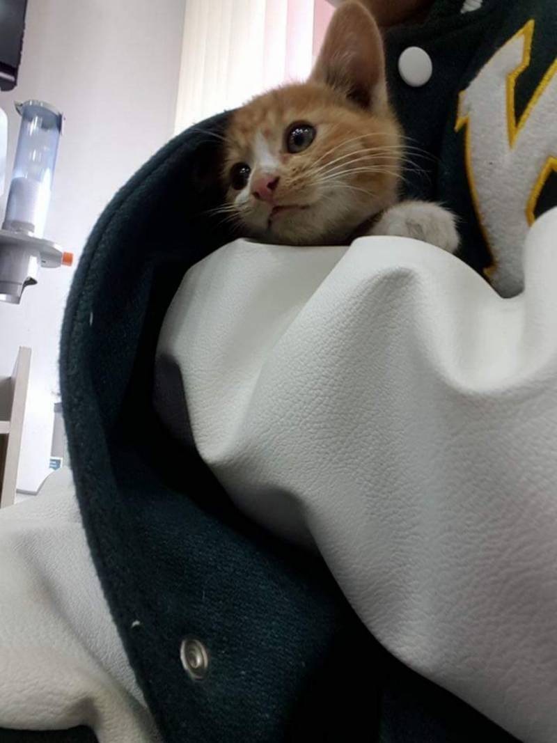 울학교 냥이 애기때 사진 공개한다 얼른봐!! | 인스티즈