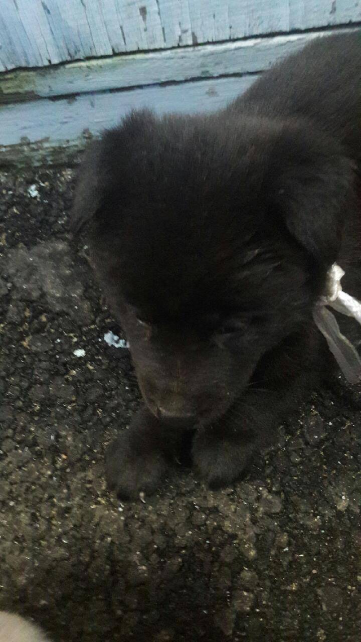 애두라❗️❗️❗️❗️❗️ 댕댕이 이름 지어주라 | 인스티즈