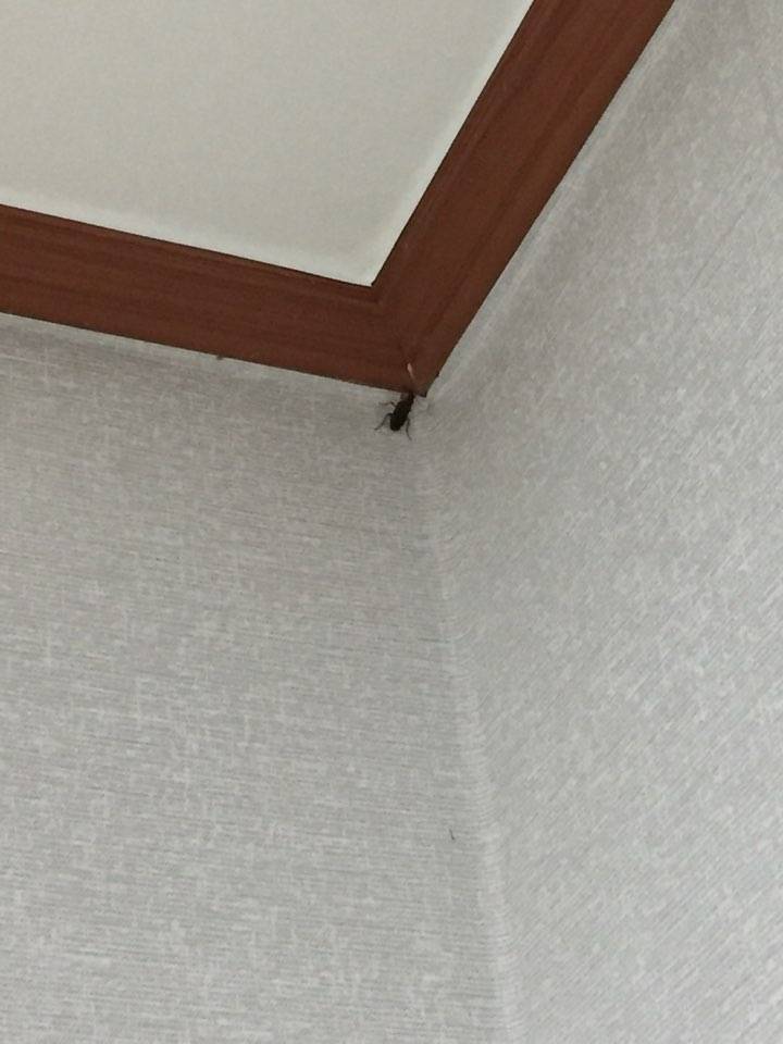 이거 바퀴스맞지?ㅜ | 인스티즈