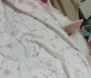 애긔 없다 40 | 인스티즈